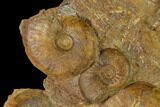 Toarcian Ammonite (Pleydellia) Fossil Cluster - France #152701-2